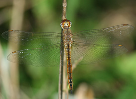 Wandering Glider